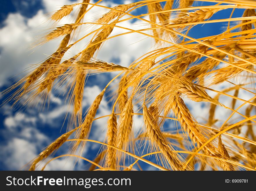 Golden wheat in the blue sky background