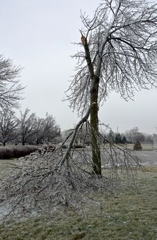Ice Storm Damage Stock Photo Ice Storm Damage Stock Photo
