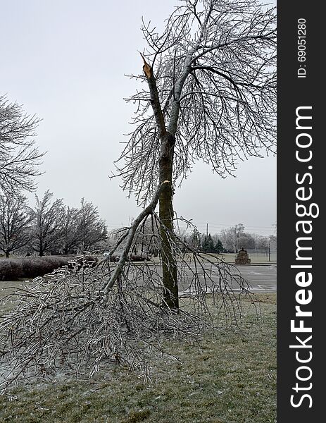 Tree with broken off branch due to the ice rain at the park in a suburb neighborhood. Tree with broken off branch due to the ice rain at the park in a suburb neighborhood