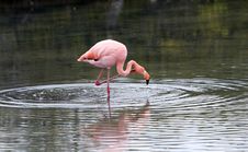 Flamingo Hunt Royalty Free Stock Photo