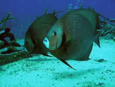 Pair Of Grey Angel Fish, Sunset Reef, Grand Cayman Royalty Free Stock Photography Pair Of Grey Angel Fish, Sunset Reef, Grand Cayman Royalty Free Stock Photography
