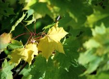 Maple Autumn Leaves-5 Royalty Free Stock Images Maple Autumn Leaves-5 Royalty Free Stock Images