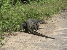 Big Varanus On Road In Sri Lanka. Royalty Free Stock Photography Big Varanus On Road In Sri Lanka. Royalty Free Stock Photography