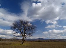 Tree And Clouds Royalty Free Stock Image Tree And Clouds Royalty Free Stock Image