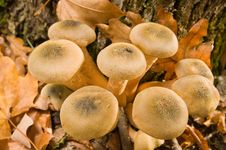 Mushrooms Honey Agarics Autumn. Stock Photo Mushrooms Honey Agarics Autumn. Stock Photo