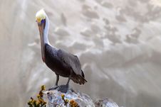 Standing Pelican At Pismo Beach California Stock Images Standing Pelican At Pismo Beach California Stock Images