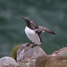 Guillemot At Fowlsheugh Royalty Free Stock Photography