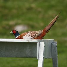 Pheasant Royalty Free Stock Image