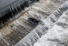 Salmon Navigating A Fish Ladder Stock Image Salmon Navigating A Fish Ladder Stock Image