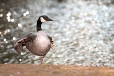 The Goose Royalty Free Stock Images