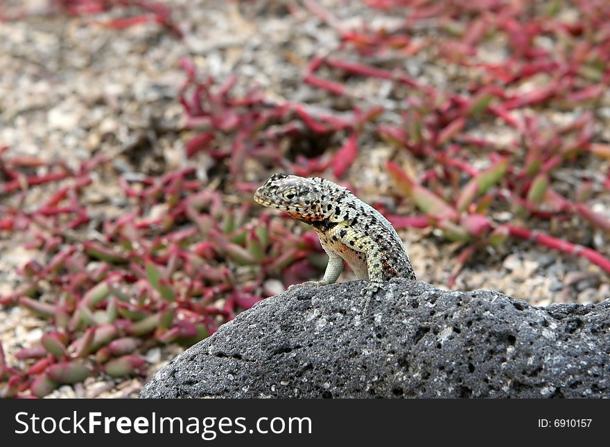 A small lizard found in Ecuador. A small lizard found in Ecuador