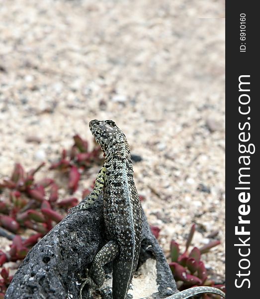 A small lizard sitting on a rock looking into the distance. A small lizard sitting on a rock looking into the distance