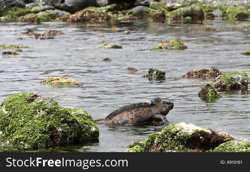 Marine Iguana