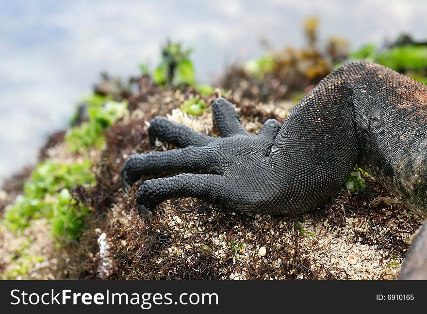 A close up of the foot on a galapagos marine iguana. A close up of the foot on a galapagos marine iguana