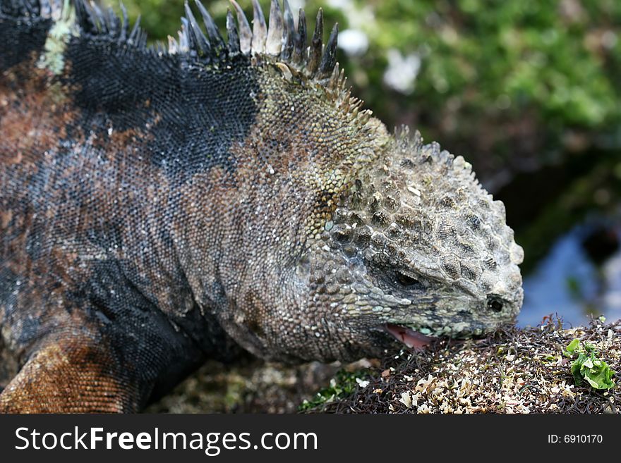 A marine iguana munches on plants growing on a rock. A marine iguana munches on plants growing on a rock