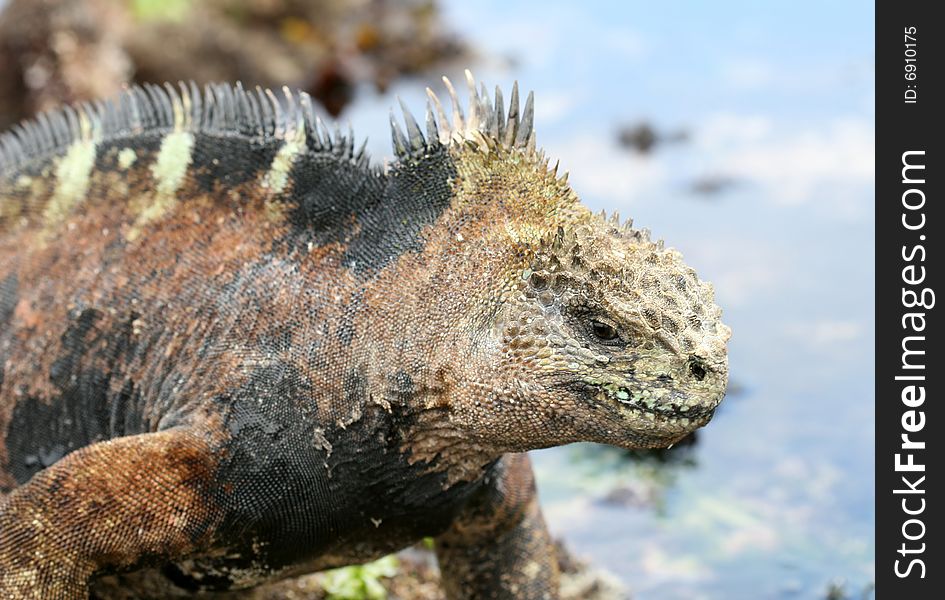 A marine iguana on the shores of the Galapagos Islands