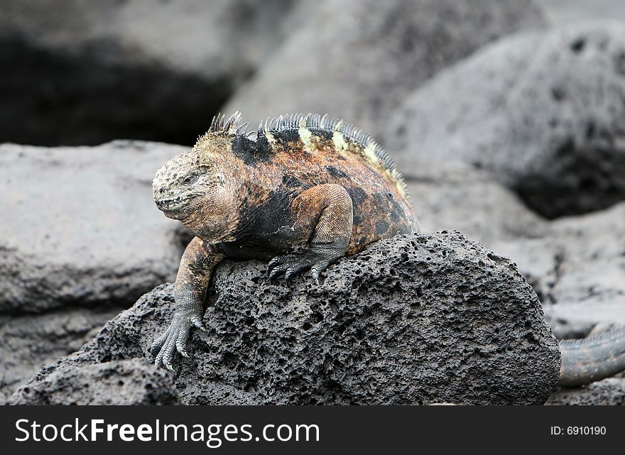 Marine iguana crawling over volcanic rocks in the galapagos islands