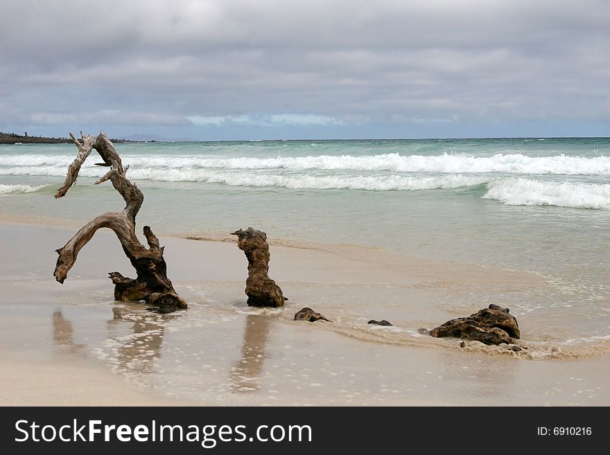 A large piece of driftwood on the beach. A large piece of driftwood on the beach