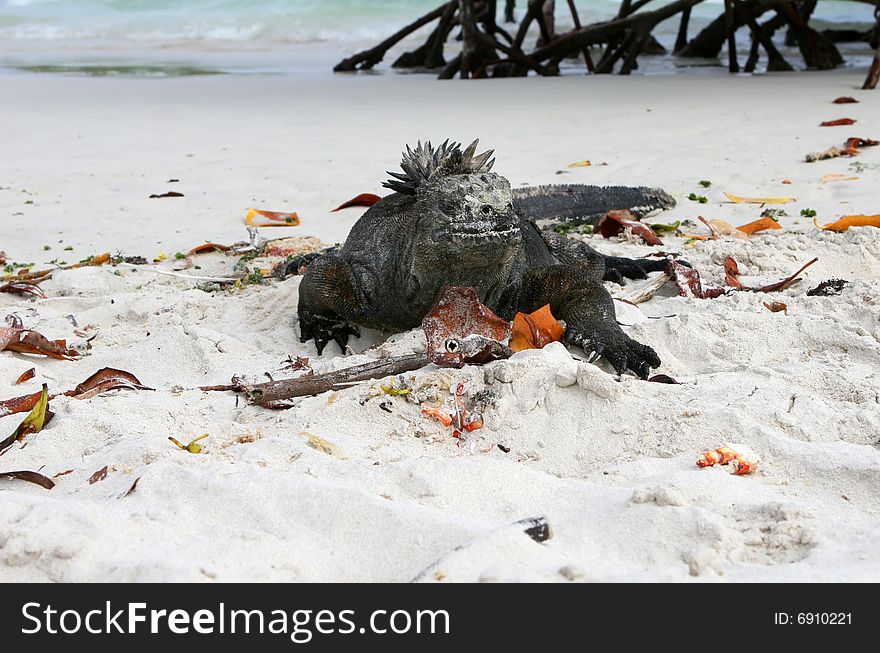 A beautifu marine iguana resting on a sandy beach