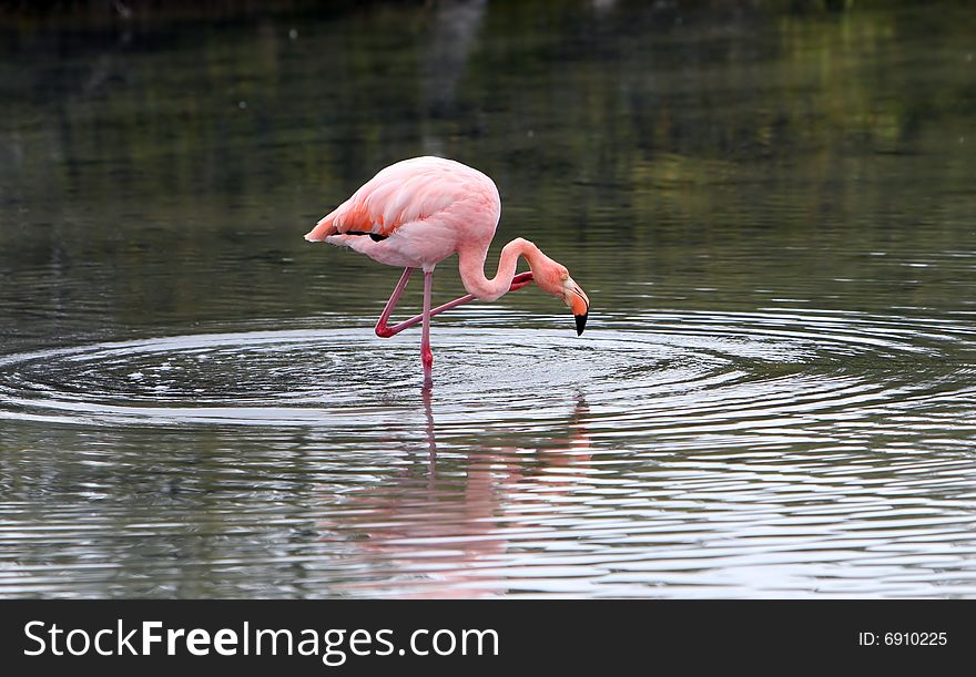 A pink flamingo on the hunt for food in a small brackish lake. A pink flamingo on the hunt for food in a small brackish lake