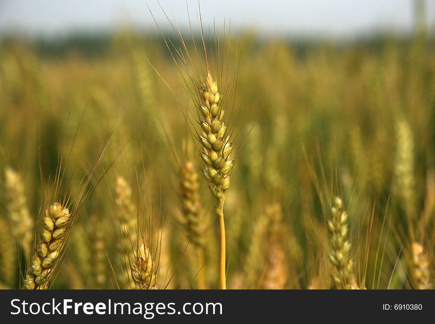 The wheat Harvest in a farm field. The wheat Harvest in a farm field