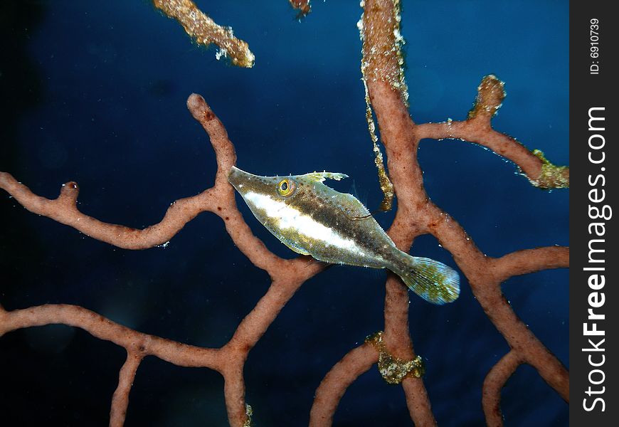 A slender filefish only an inch long shelters and hides amoung the branches of a coral off the wall on Grand Cayman. A slender filefish only an inch long shelters and hides amoung the branches of a coral off the wall on Grand Cayman.