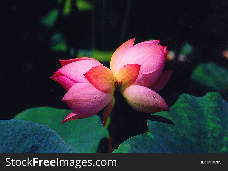 Twin  Lotus