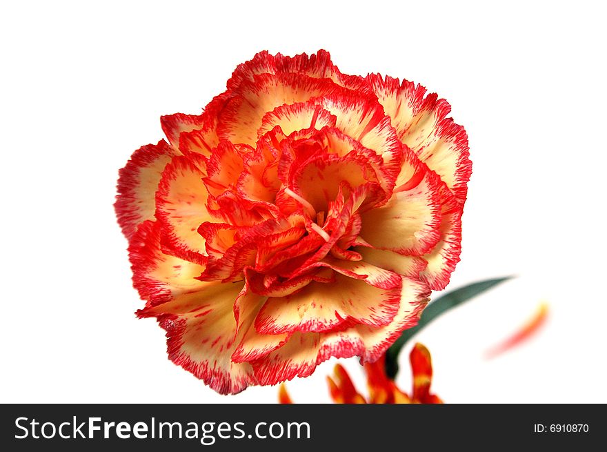 Red carnation on a white background. Red carnation on a white background