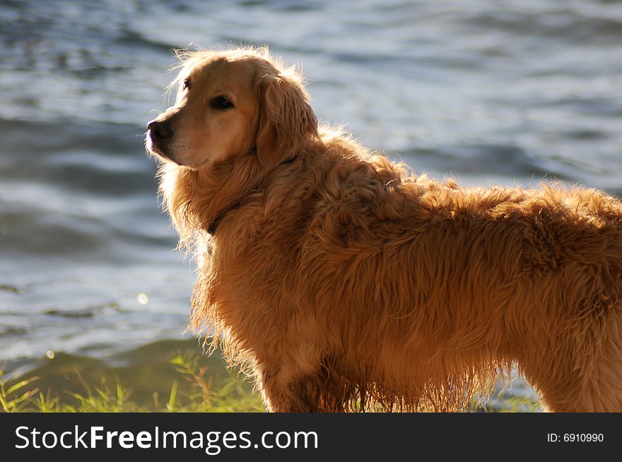 Golden retriever by the lake in a sunlight