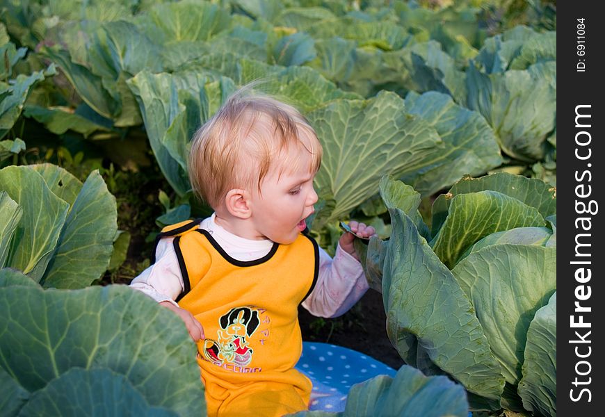 Sitting child eats cabbage at autumn