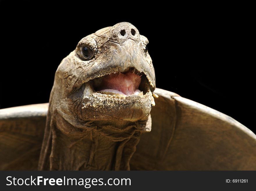 A tortoise opening up its mouth. A tortoise opening up its mouth