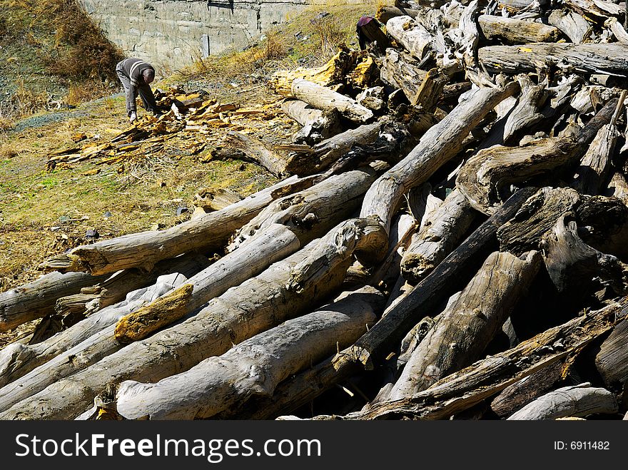 A people was cleaning up pieces of woods near a heap of logs. The picture was photoed at xinjiang, China. A people was cleaning up pieces of woods near a heap of logs. The picture was photoed at xinjiang, China.