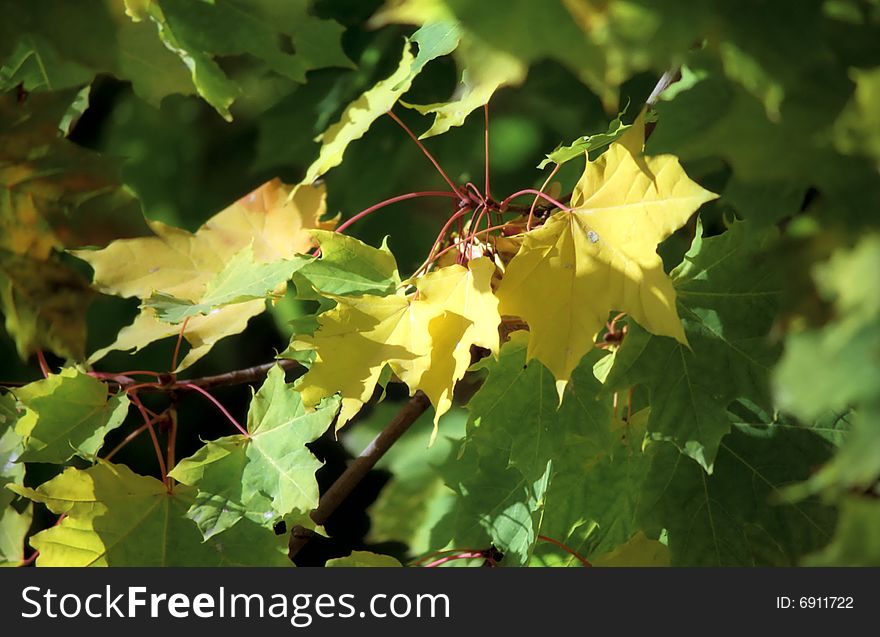 Maple autumn leaves close up. Maple autumn leaves close up