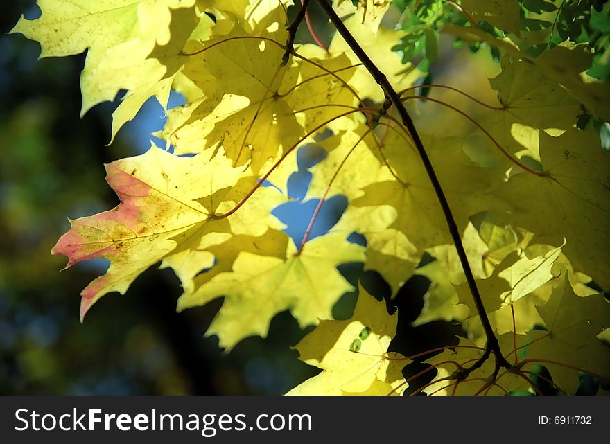 Maple autumn leaves close up. Maple autumn leaves close up