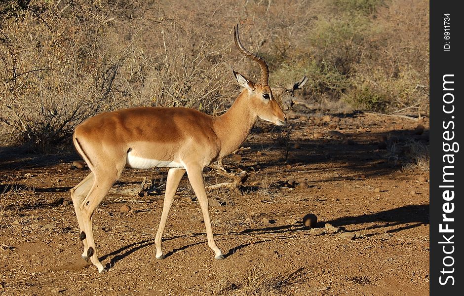 A male Impala antelope in the Kruger National Park, South Africa. A male Impala antelope in the Kruger National Park, South Africa.