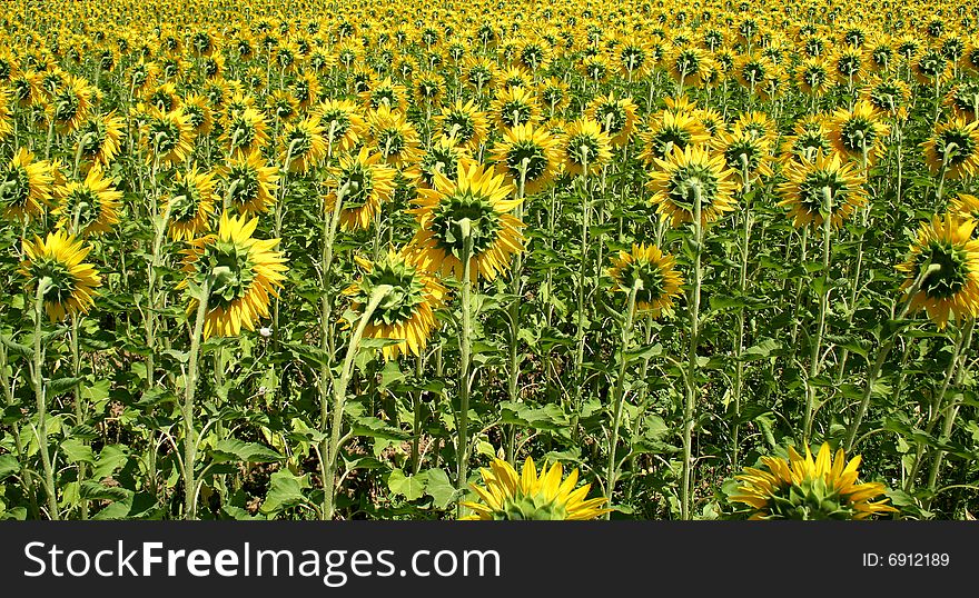 Sunflower field