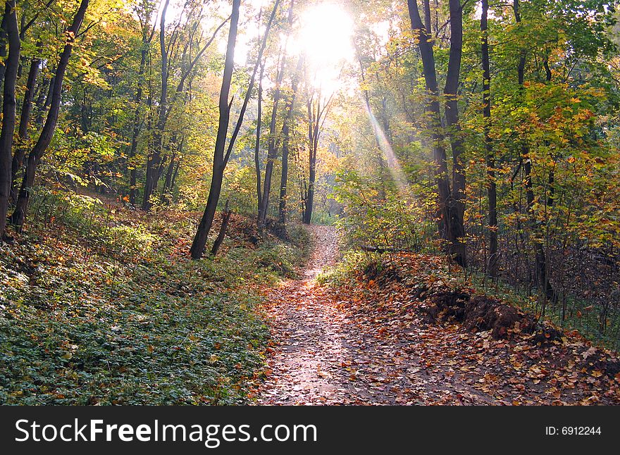 Autumn park in beams of the coming sun. Autumn park in beams of the coming sun