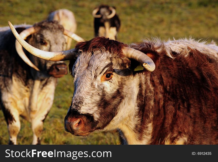 Shot of some longhorn cows early morning. Shot of some longhorn cows early morning