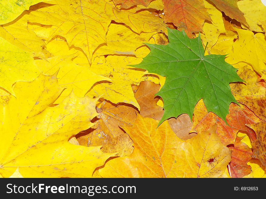 Colored autumn maple leaves background