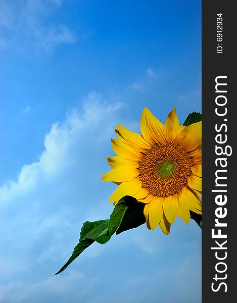 Sunflower in blue sky with white cloud.