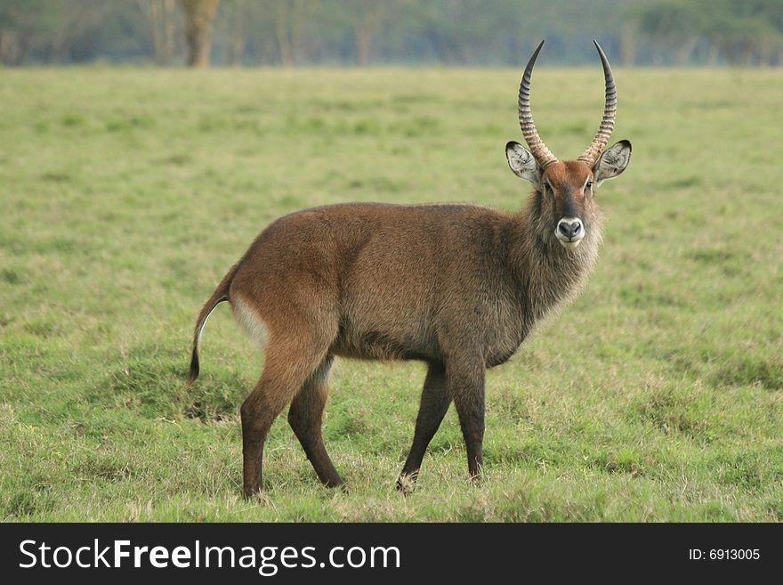 A photo taken in kenya of an animal with big horns. A photo taken in kenya of an animal with big horns