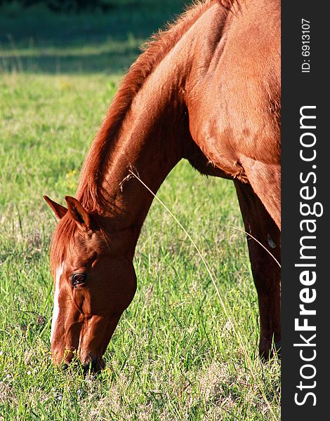 Head, neck and shoulders of a brown paddock horse feeding. Head, neck and shoulders of a brown paddock horse feeding.