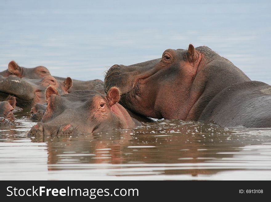 Photo taken, in a kenyan lake, of hippos. Photo taken, in a kenyan lake, of hippos.