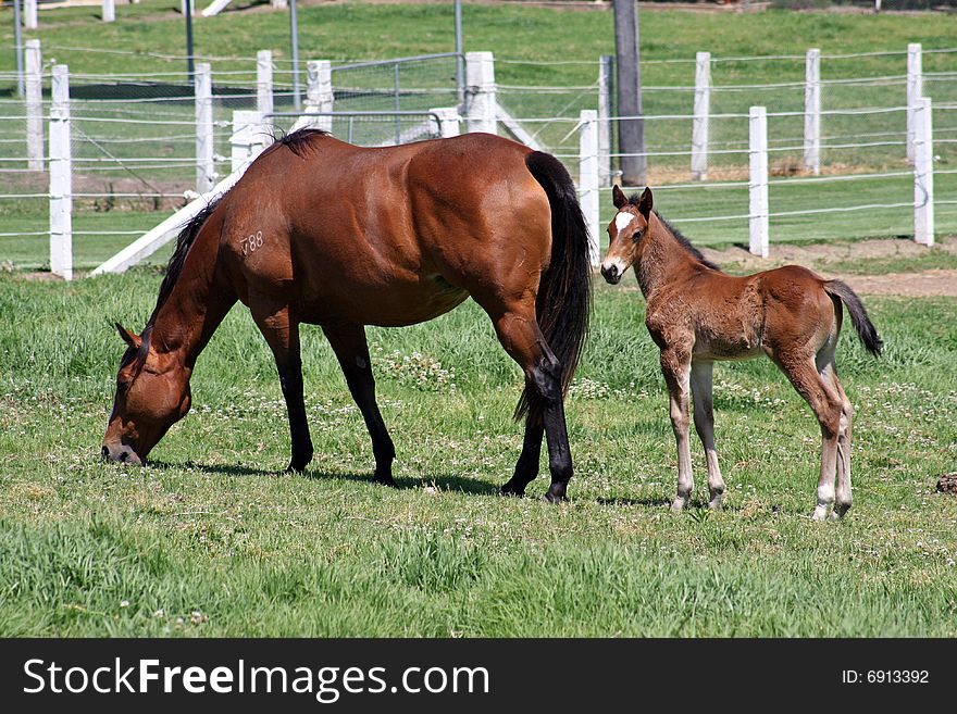 Recently born thoroughbred foal and mother in paddock of racehorse stud. Recently born thoroughbred foal and mother in paddock of racehorse stud.