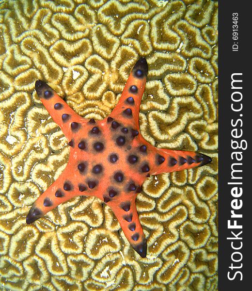 Red starfish on a Brain Coral. Red starfish on a Brain Coral