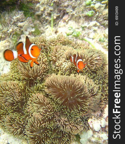 Underwater photograph of clownfishs(nemo). Underwater photograph of clownfishs(nemo)