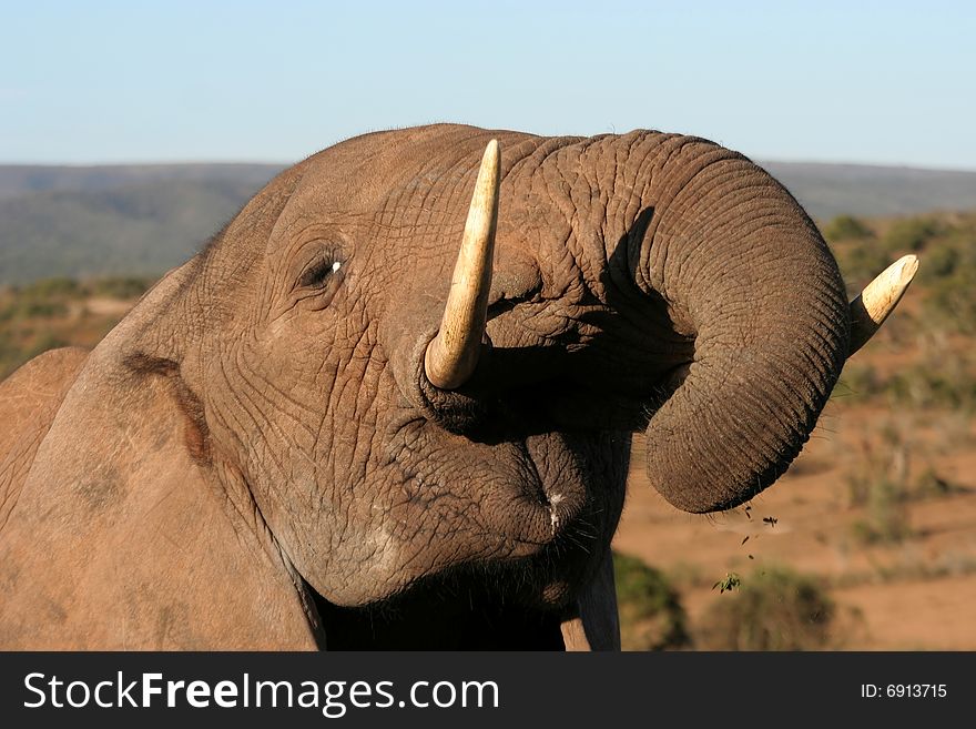 Massive african elephant eating a plant. Massive african elephant eating a plant