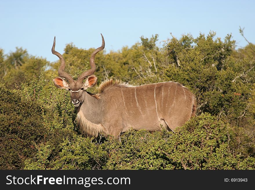 Alert kudu bull eating green shrubs in the wild
