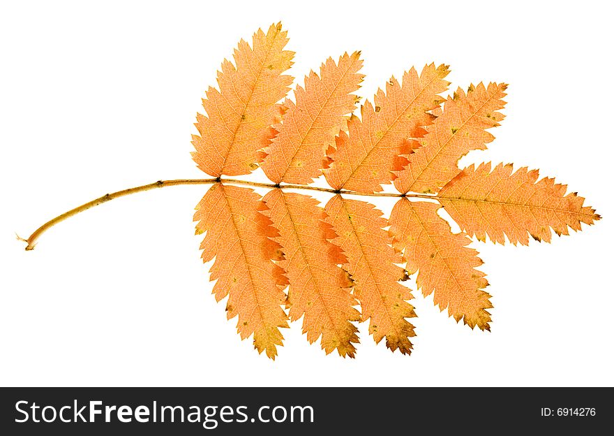 Autumn Leaf isolated on white background