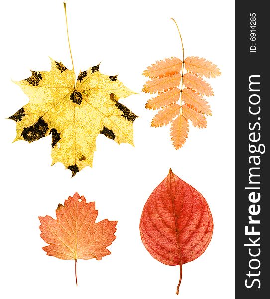 Autumn Leaves isolated on white background